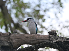 Halcyon senegalensis