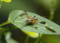 Nisitrus