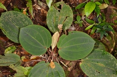 Phyllagathis