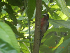 Melanerpes portoricensis