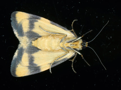 Termessa zonophanes