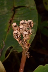 Phyllagathis