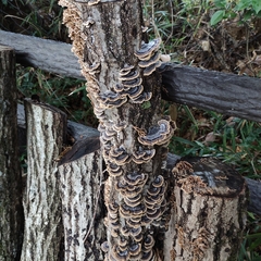Trametes versicolor