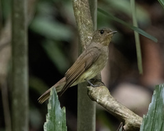 Muscicapidae
