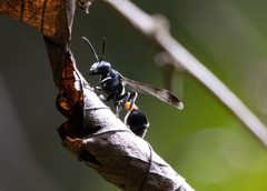 Ropalidia sumatrae