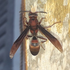 Polistes tenebricosus