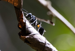 Ropalidia sumatrae