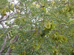 Pterocarpus angolensis