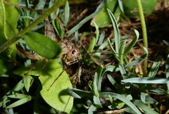 Pleioplectron simplex