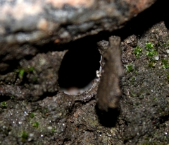 Hebestatis theveneti