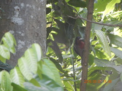 Melanerpes portoricensis