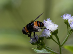 Phytomia