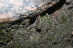 Hebestatis theveneti