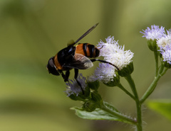 Phytomia