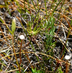 Lamprocephalus montanus