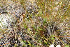 Lamprocephalus montanus