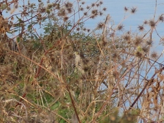 Accipiter nisus nisosimilis