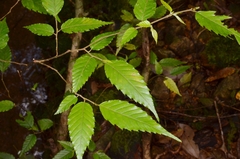 Carpinus