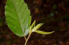 Carpinus