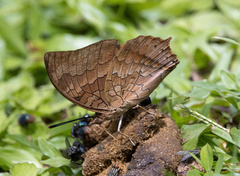 Charaxes bernardus