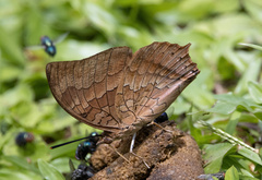 Charaxes bernardus