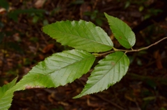 Carpinus