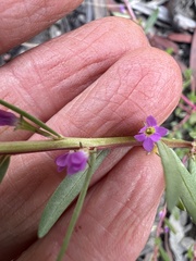 Lythrum hyssopifolia
