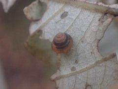 Coneuplecta calculosa