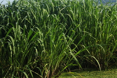 Zizania latifolia