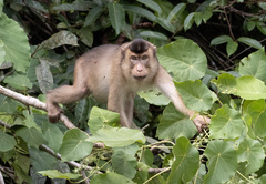 Macaca nemestrina