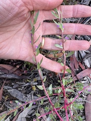 Lythrum hyssopifolia