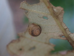 Coneuplecta calculosa