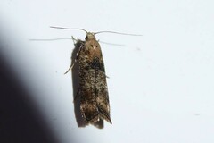 Anisoplaca acrodactyla