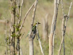 Chrysococcyx caprius
