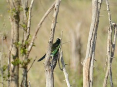 Chrysococcyx caprius