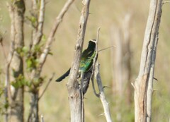 Chrysococcyx caprius