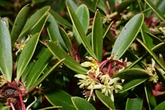 Tasmannia lanceolata