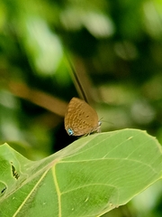 Arhopala major major