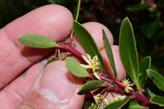 Tasmannia lanceolata