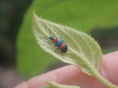 Dicranolaius bellulus