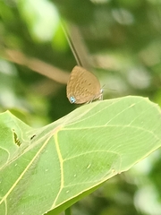 Arhopala major major