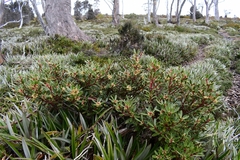 Tasmannia lanceolata