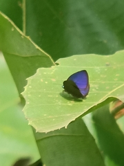 Arhopala major major
