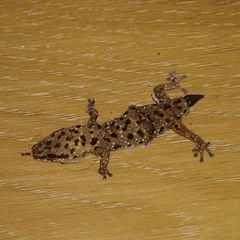 Pachydactylus capensis