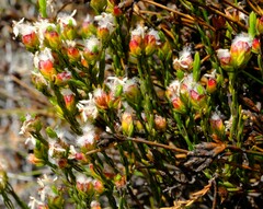 Lachnaea marlothii