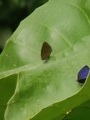 Arhopala major major