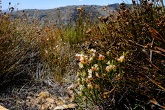 Lachnaea marlothii
