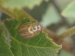 Calomela pallida