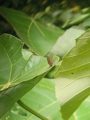 Arhopala major major