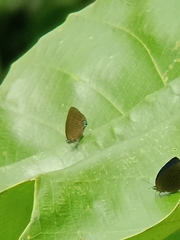 Arhopala major major